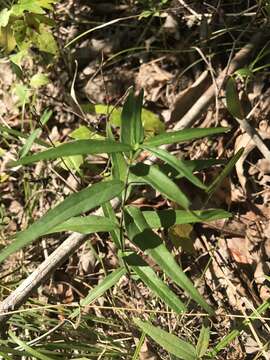 Image of Climbing-Dogbane