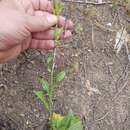 Plancia ëd Klasea flavescens subsp. mucronata (Desf.) P. Cantó & S. Rivas-Martínez