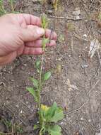 Image de Klasea flavescens subsp. mucronata (Desf.) P. Cantó & S. Rivas-Martínez