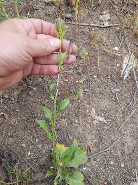 صورة Klasea flavescens subsp. mucronata (Desf.) P. Cantó & S. Rivas-Martínez