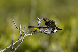 صورة Phylidonyris niger niger (Bechstein 1811)