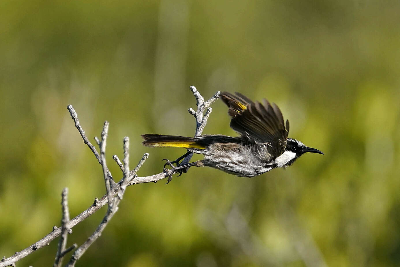 صورة Phylidonyris niger niger (Bechstein 1811)