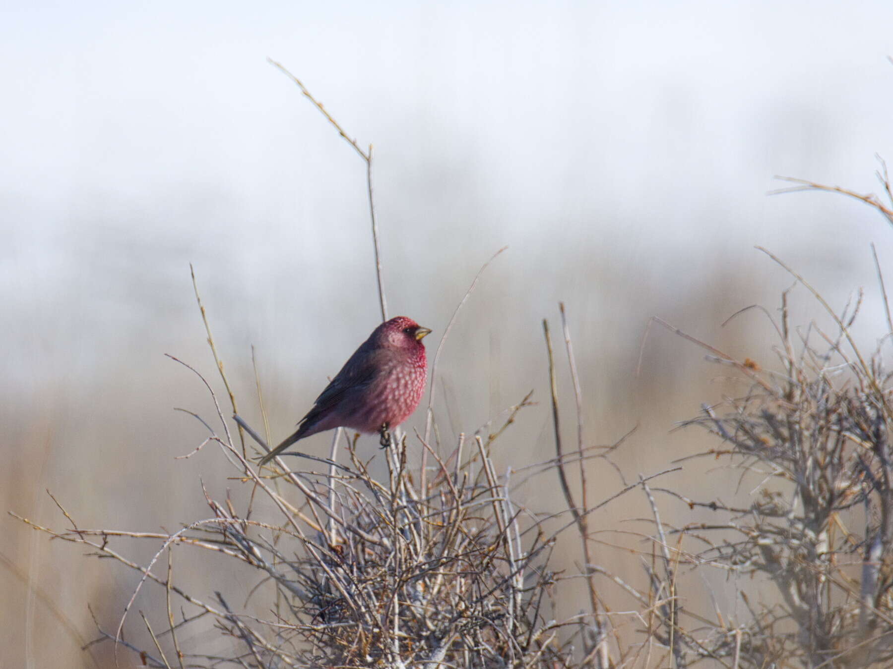 Image of Great Rosefinch