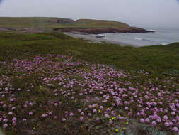 Image of pink sand verbena