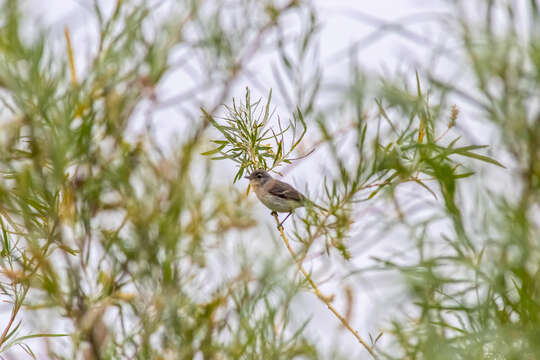 Vireo bellii pusillus Coues 1866 resmi