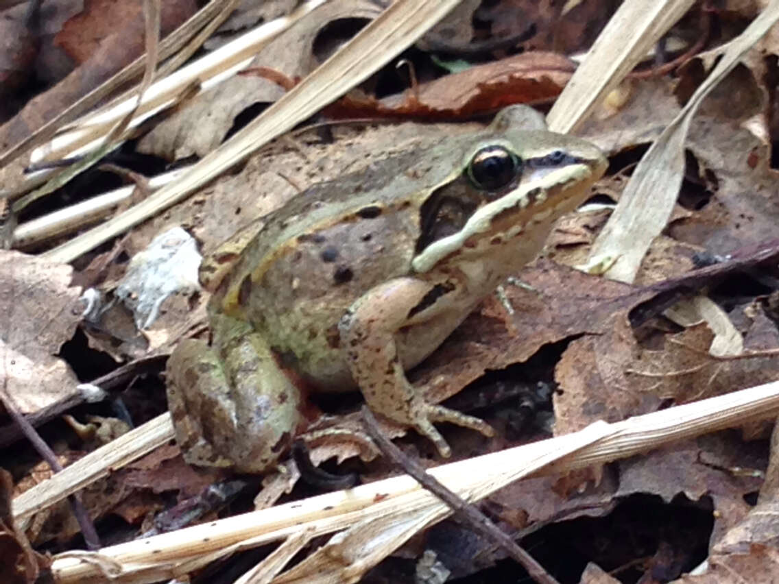 Image of Wood Frog