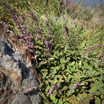 Image of Teucrium salviastrum Schreb.