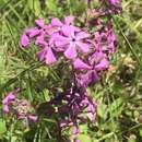 Image of downy phlox