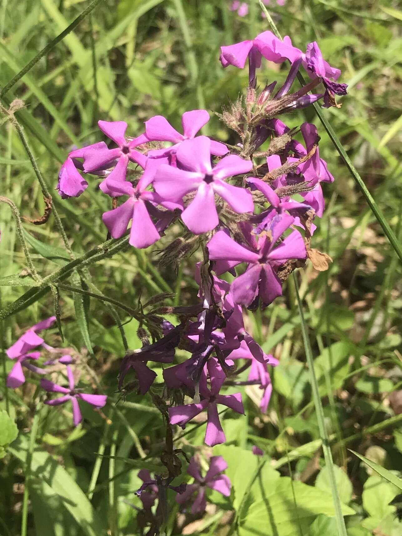 Sivun Phlox pilosa subsp. sangamonensis D. A. Levin & D. M. Sm. kuva