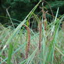 Image of Carex phacota Spreng.