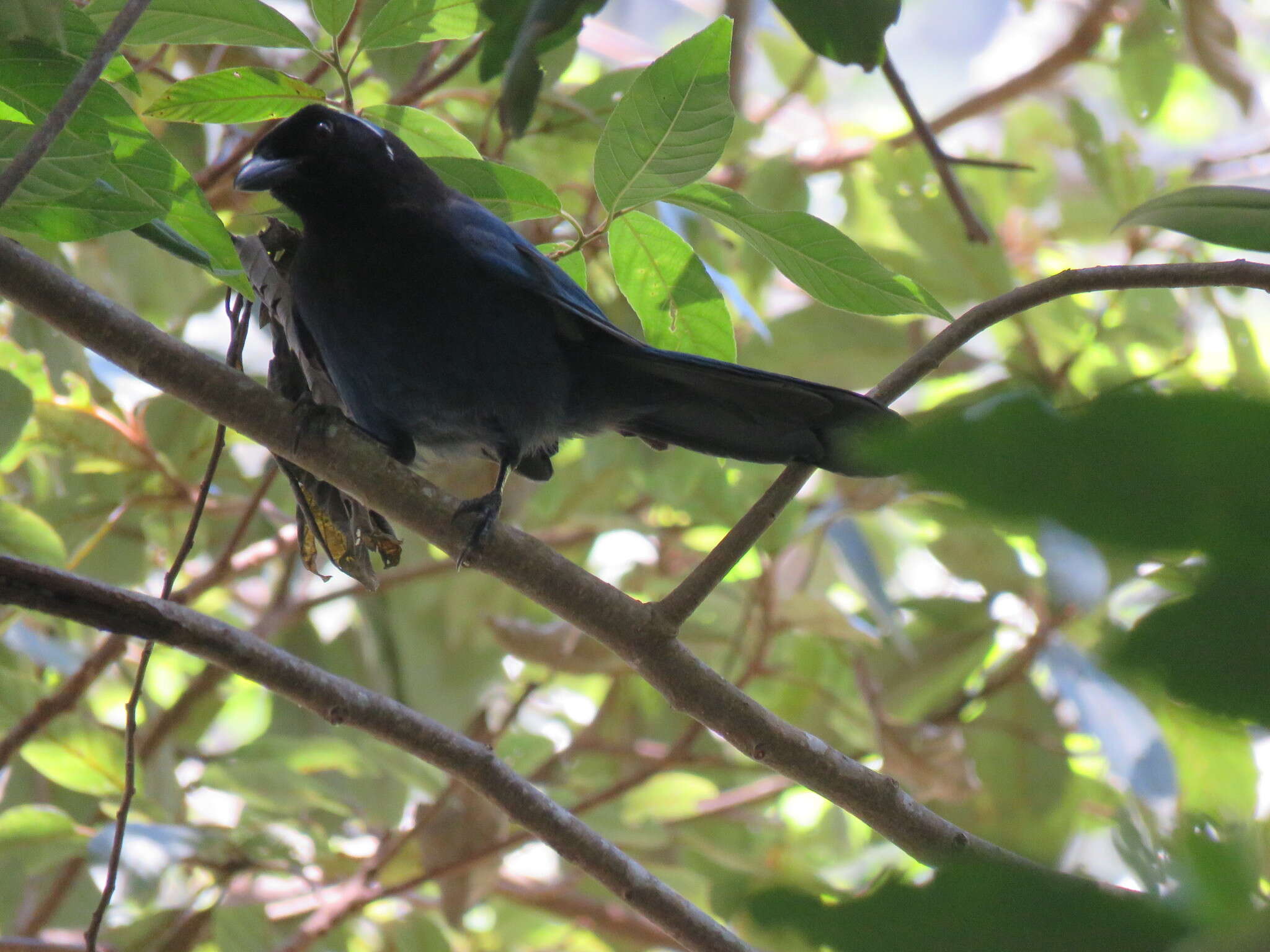 Plancia ëd Cyanolyca cucullata (Ridgway 1885)