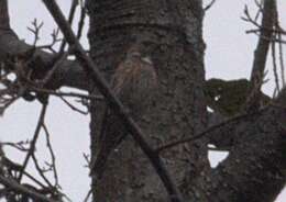 Image of Altai Accentor