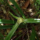 Image of Cyperus molliglumis Cherm.