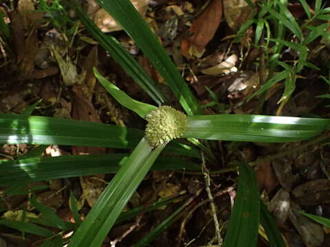 Image of Cyperus molliglumis Cherm.