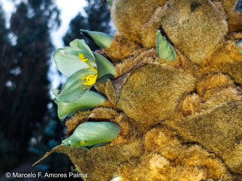 Imagem de Puya glomerifera Mez & Sodiro