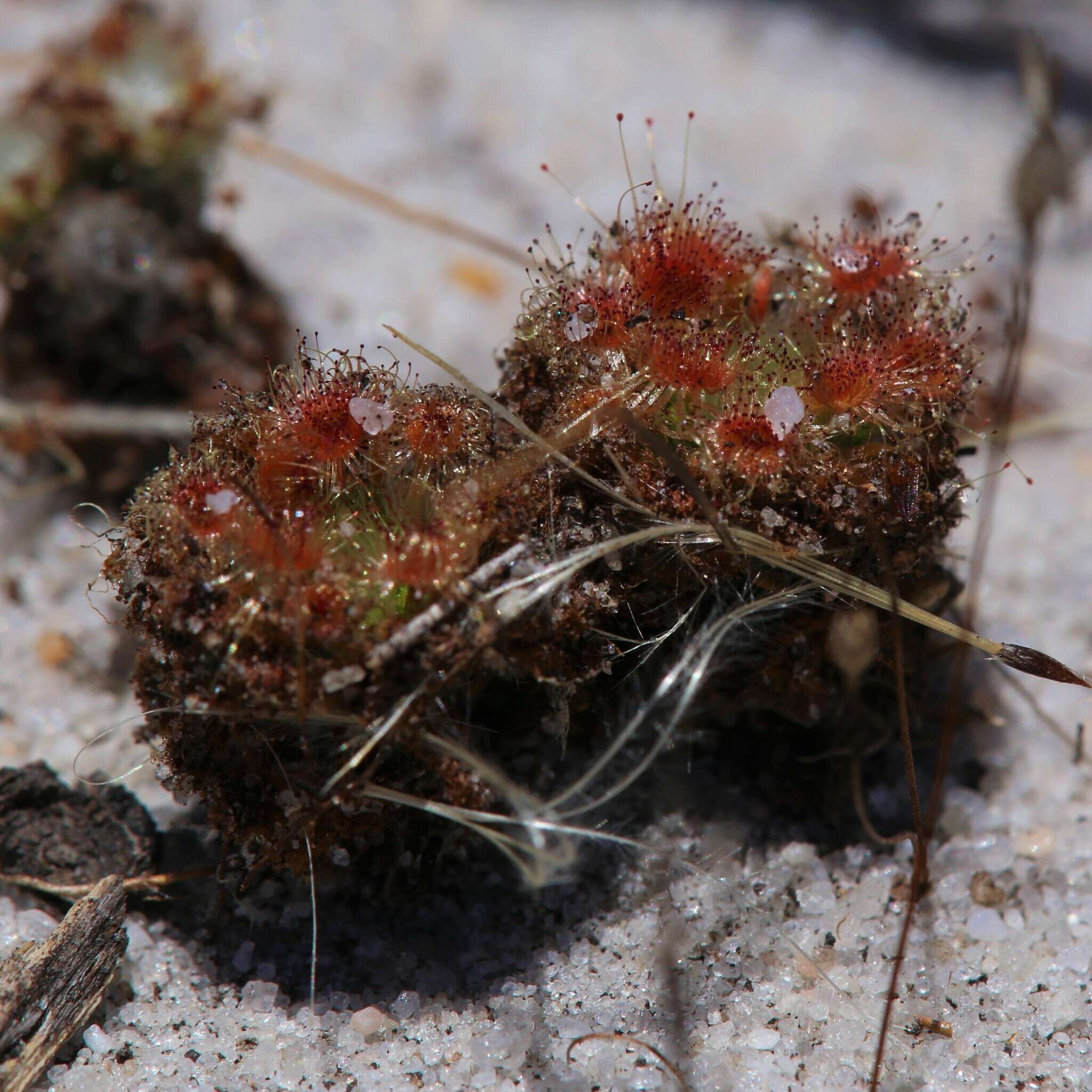 Image de Drosera eneabba N. Marchant & Lowrie