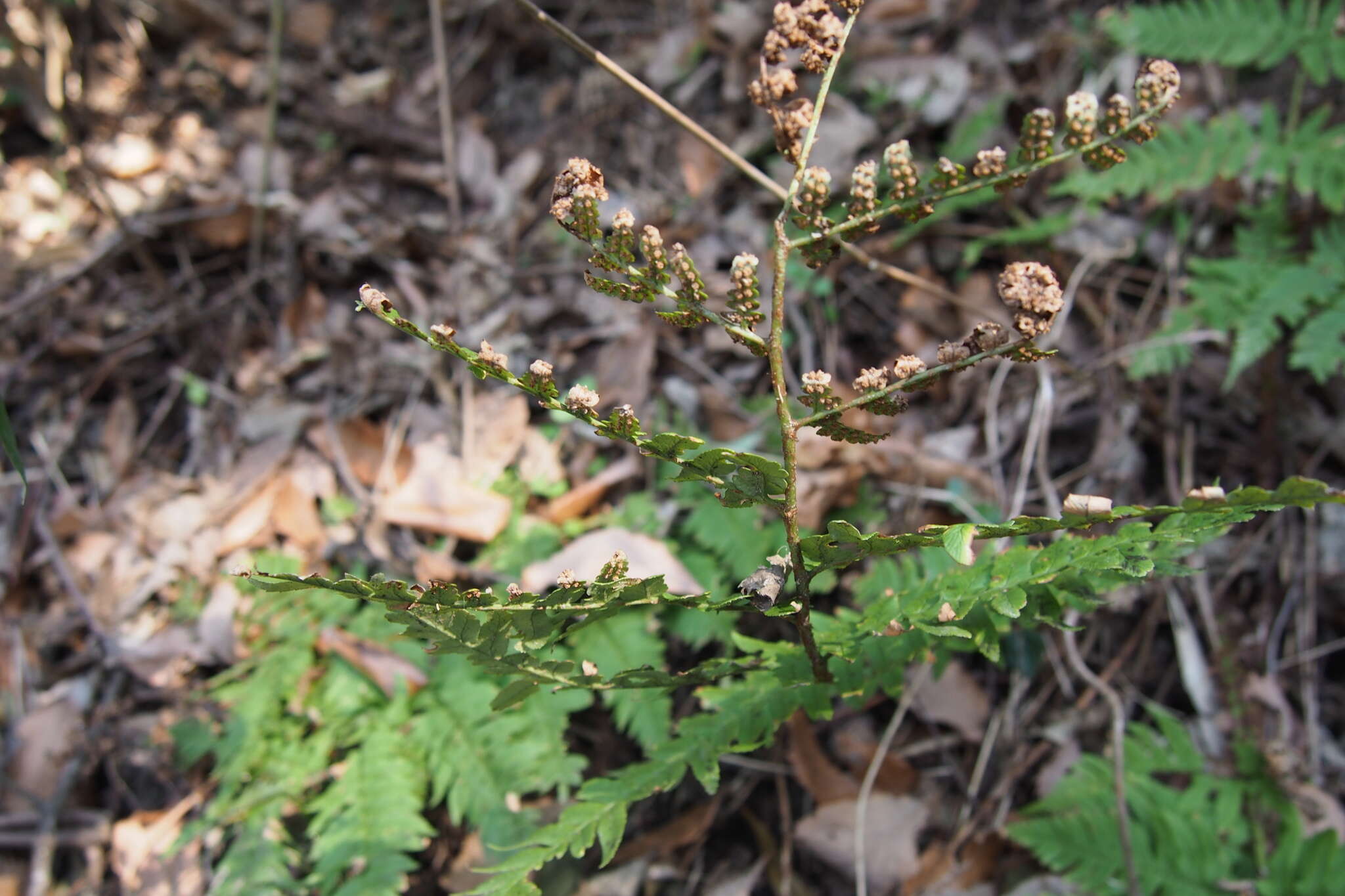 Image de Dryopteris lacera (Thunb.) Ktze.