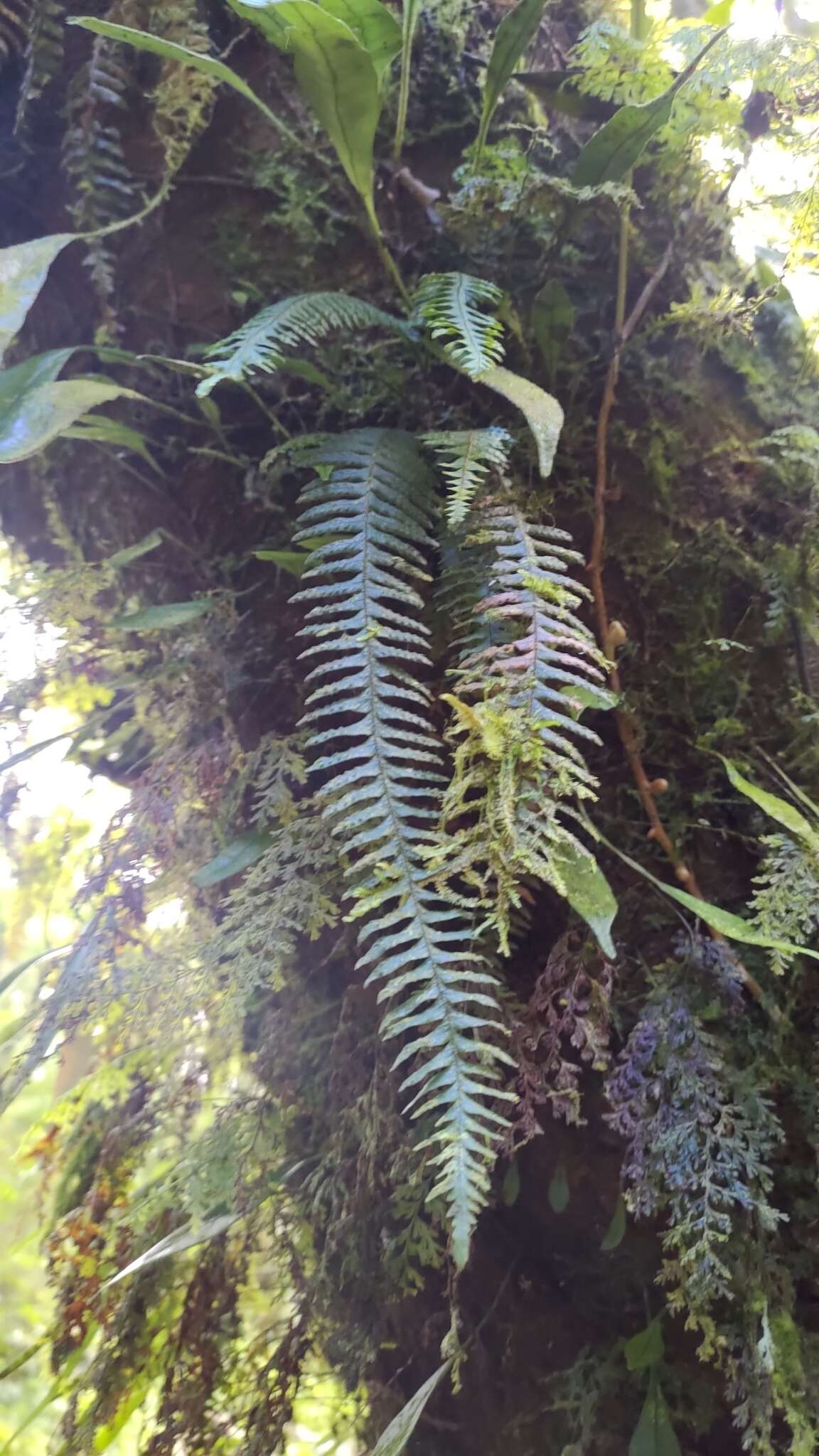 Image of Prosaptia obliquata (Bl.) Mett.