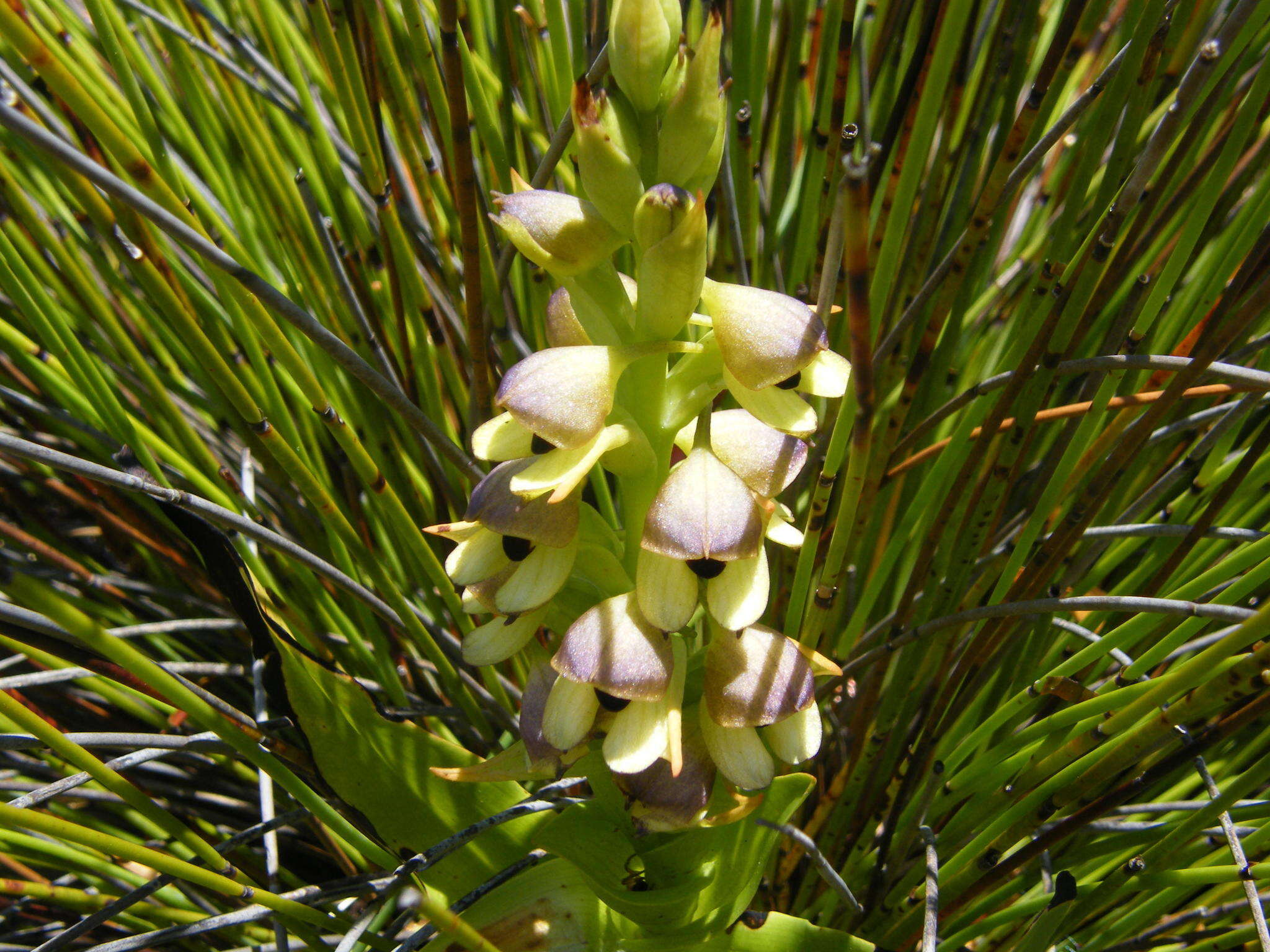 Image of Disa cornuta (L.) Sw.