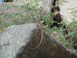 Image of Striped Lava Lizard