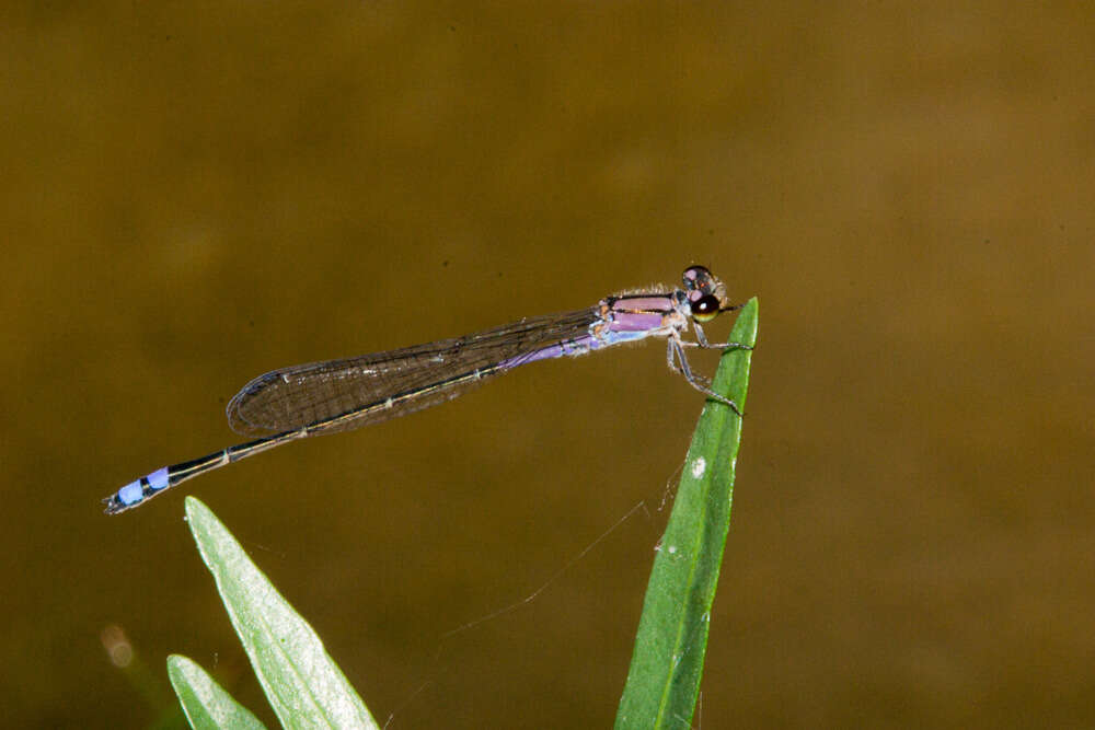 Image of Neotropical Bluet