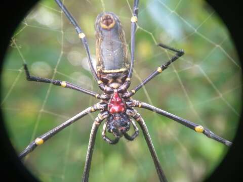 Imagem de Nephila vitiana (Walckenaer 1847)