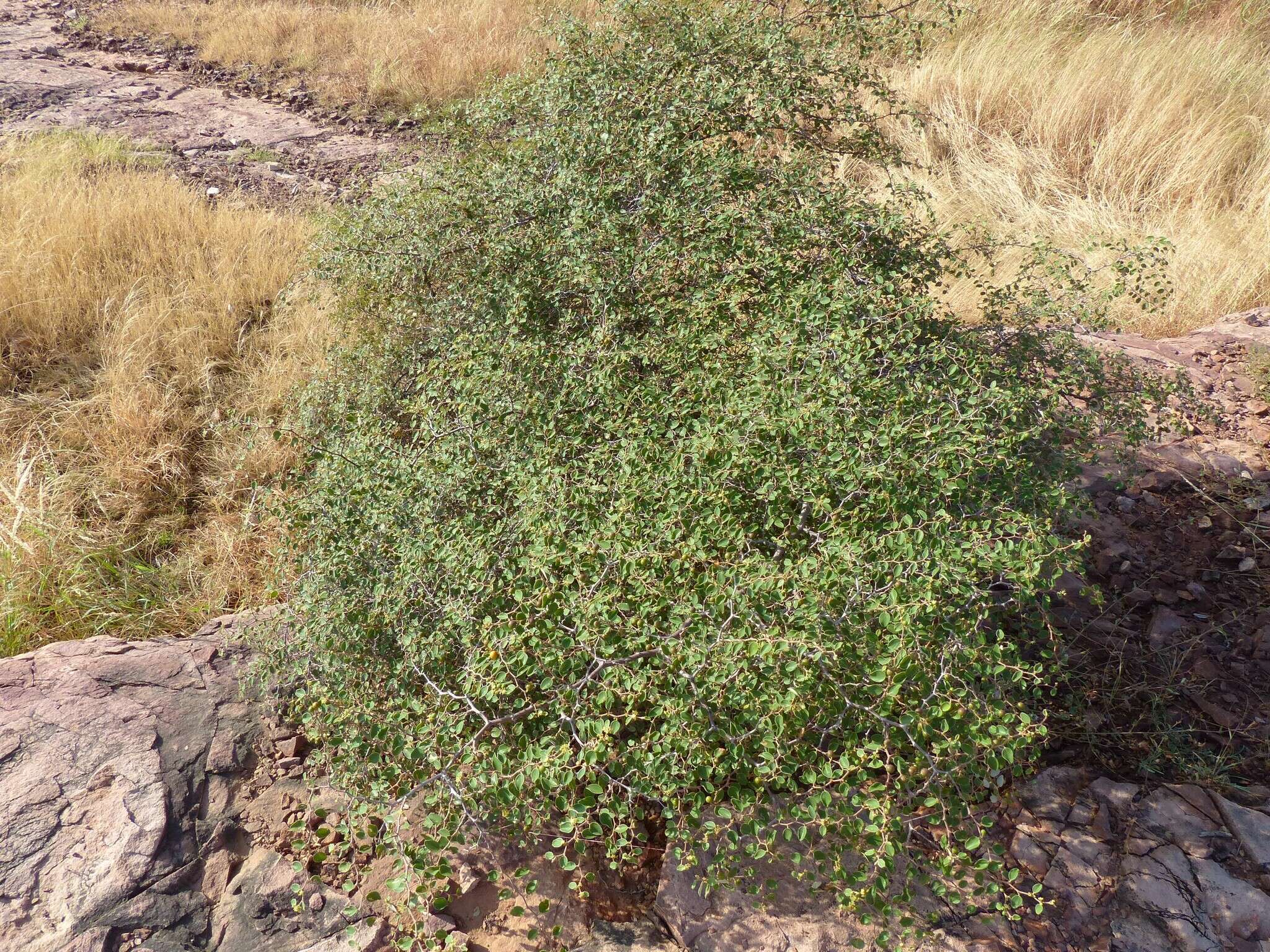 Plancia ëd Ziziphus nummularia (Burm. fil.) Wight & Walk.-Arn.