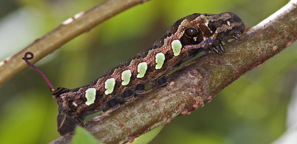 Image de <i>Eumorpha labruscae</i> (Linnaeus 1758)