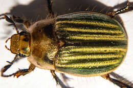 Image of Stethaspis pulchra (Broun 1895)