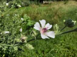 Image of Althaea × taurinensis