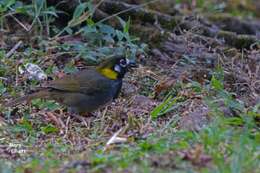 Image of White-eared Ground Sparrow