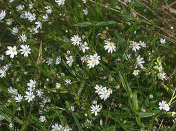 Image of common starwort