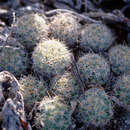 Mammillaria prolifera subsp. arachnoidea (D. R. Hunt) D. R. Hunt的圖片