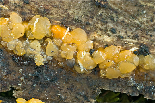 Image of <i>Dacrymyces stillatus</i> Nees 1816