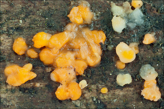 Image of <i>Dacrymyces stillatus</i> Nees 1816