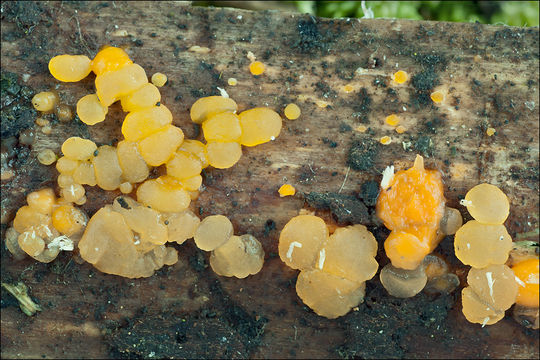 Image of <i>Dacrymyces stillatus</i> Nees 1816