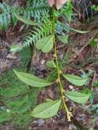 Image of Myrsine stolonifera (Koidz.) E. Walker