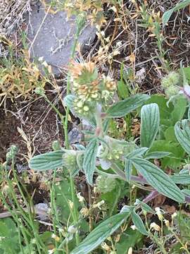 Image of narrowsepal phacelia