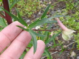 Image of California larkspur