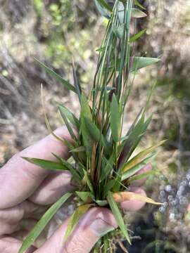 Panicum ensifolium Baldwin ex Elliott resmi