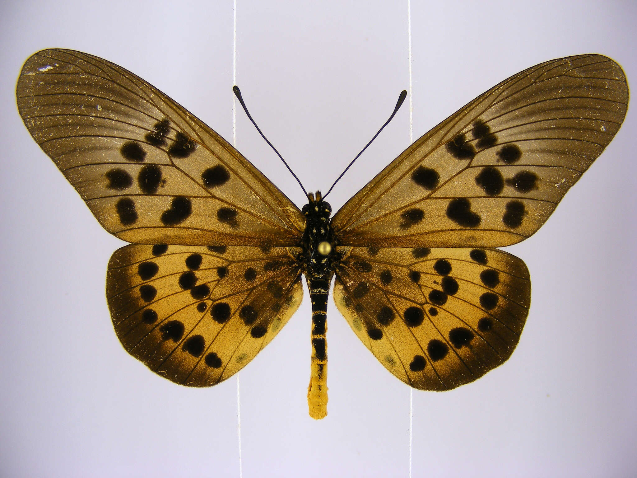 Image de Acraea rogersi Hewitson 1873