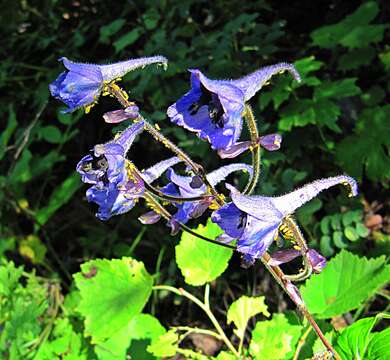 Image of Delphinium maackianum Regel