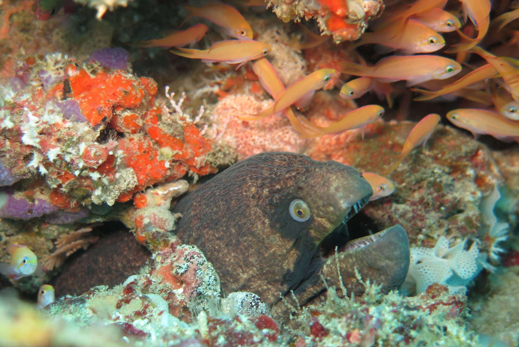 Image of Black cheek moray