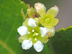 Imagem de Gerrardina foliosa Oliv.