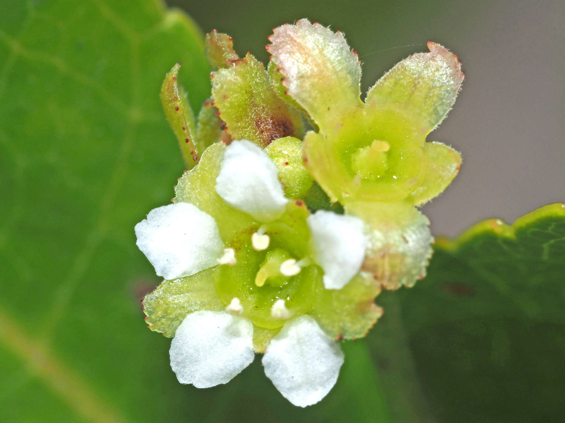 Image of Gerrardina foliosa Oliv.