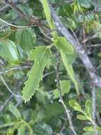 Image of Hibiscus barbosae Exell