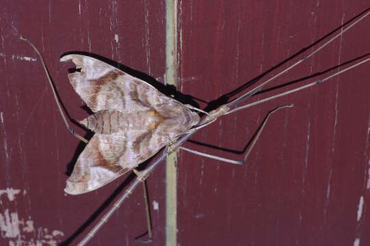 Image of Entoria miyakoensis Shiraki 1935