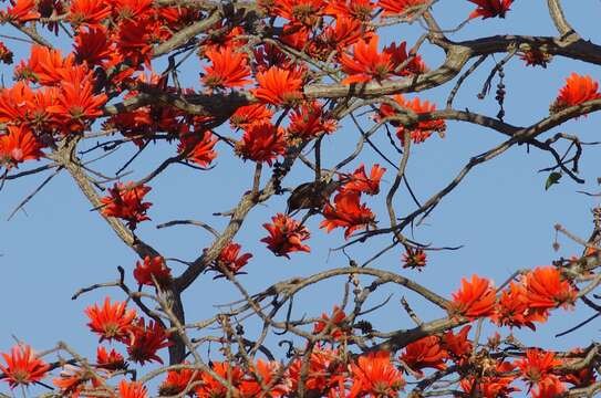 Image of Whyte's Barbet