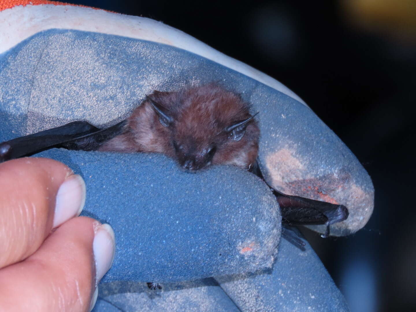 Image of Philippine Sheath-tailed Bat