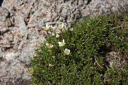 Sivun Cherleria marcescens (Fernald) A. J. Moore & Dillenb. kuva